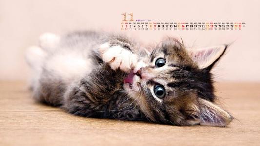 高清超可爱萌宠小奶猫唯美高清桌面壁纸第5张