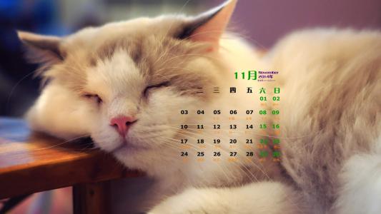 高清超可爱萌宠小奶猫唯美高清桌面壁纸第6张