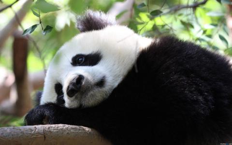 国宝熊猫憨态可掬呆萌治愈高清桌面壁纸第一辑第1张