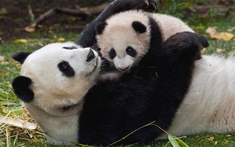 2016年3月日历壁纸功夫熊猫3搞笑图片第1张