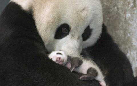 2016年3月日历壁纸功夫熊猫3搞笑图片第3张