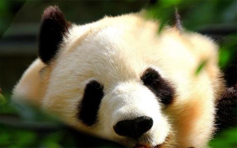 冒险喜剧动画电影《太空熊猫总动员》高清图片电脑桌面壁纸下载第1张
