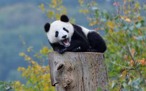 冒险喜剧动画电影《太空熊猫总动员》高清图片电脑桌面壁纸下载第3张