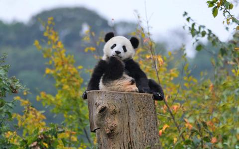 冒险喜剧动画电影《太空熊猫总动员》高清图片电脑桌面壁纸下载第5张