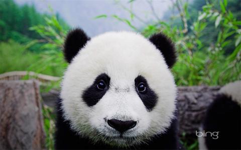 冒险喜剧动画电影《太空熊猫总动员》高清图片电脑桌面壁纸下载第6张