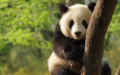 国宝熊猫憨态可掬呆萌治愈高清桌面壁纸第一辑第5张