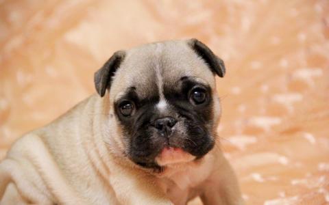 可爱狗狗图片英国斗牛犬经典电脑桌面壁纸第二辑第1张