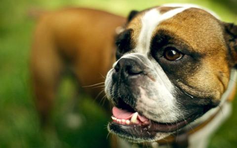 可爱狗狗图片英国斗牛犬经典电脑桌面壁纸第二辑第3张