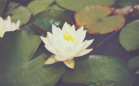 睡莲图片图片 _ 第(4)张