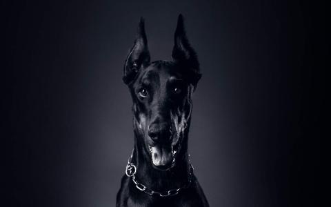 德国猛犬杜宾狗狗高清图片合集宽屏电脑桌面壁纸下载第0张