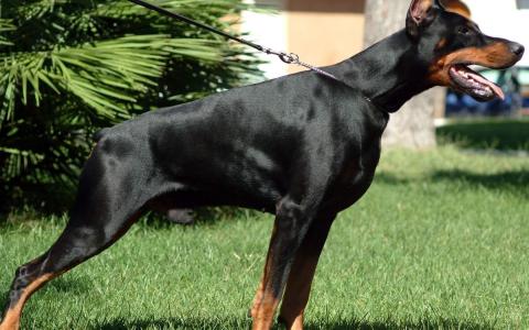 德国猛犬杜宾狗狗高清图片合集宽屏电脑桌面壁纸下载第5张