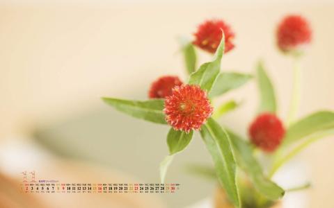 盆栽植物小清新高清手机壁纸第4张