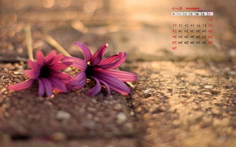 盆栽植物小清新高清手机壁纸第5张