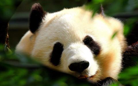 2016年3月日历壁纸功夫熊猫3搞笑图片第0张