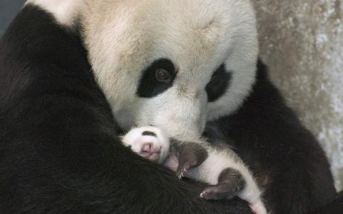 2016年3月日历壁纸功夫熊猫3搞笑图片第5张