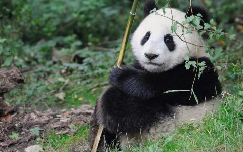 2016年3月日历壁纸功夫熊猫3搞笑图片第6张