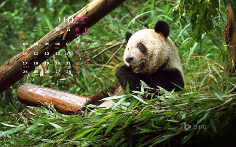 2014年11月日历壁纸国宝熊猫可爱高清图片合集下载(一)第1张