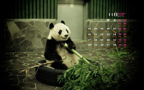 2014年11月日历壁纸国宝熊猫可爱高清图片合集下载(一)第3张