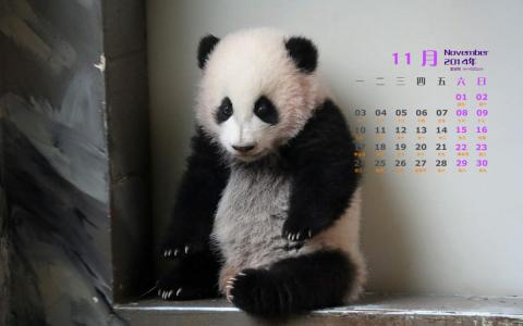 2014年11月日历壁纸国宝熊猫可爱高清图片合集下载(一)第6张