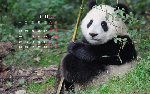 2016年3月日历壁纸功夫熊猫3搞笑图片第6张