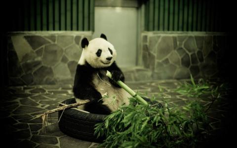 第3张