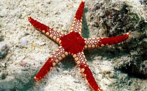 高清美景神秘的海底生物美丽水母图片手机壁纸第4张