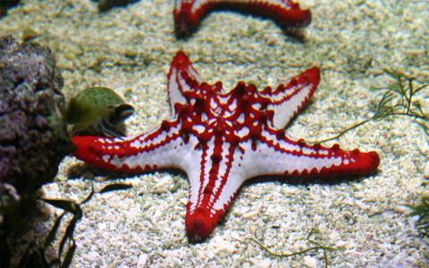 高清美景神秘的海底生物美丽水母图片手机壁纸第5张