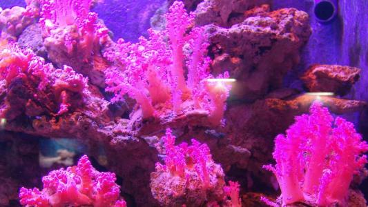 海鲜鱼图片 _ 第(8)张