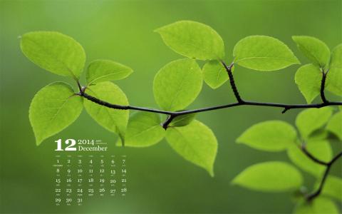 2014年12月日历壁纸清新大自然绿色护眼树叶特写(一)第3张