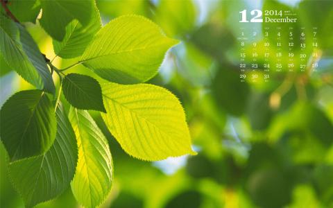 2014年12月日历壁纸清新大自然绿色护眼树叶特写(一)第4张