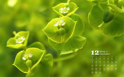 2014年12月日历壁纸清新大自然绿色护眼树叶特写(一)第6张