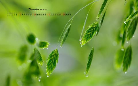 绿色护眼树叶高清桌面壁纸第4张