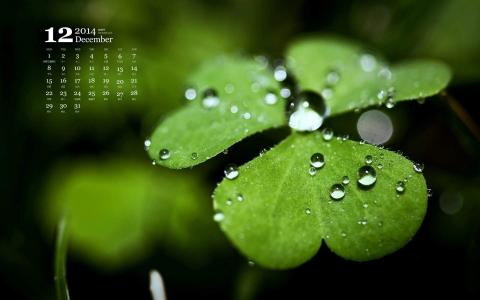 四叶草图片图片 _ 第(10)张
