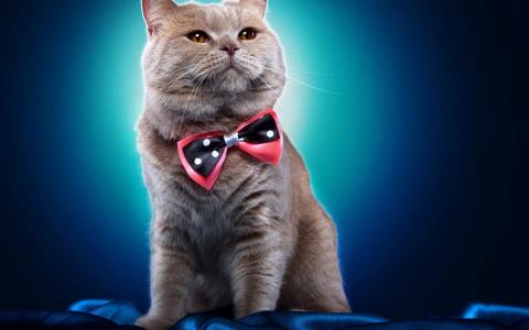 高清小萌猫可爱乖巧猫咪图片合集电脑桌面壁纸下载第一辑第0张