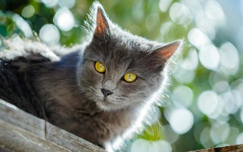 高清小萌猫可爱乖巧猫咪图片合集电脑桌面壁纸下载第一辑第1张