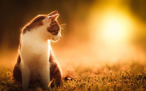 高清小萌猫可爱乖巧猫咪图片合集电脑桌面壁纸下载第一辑第4张