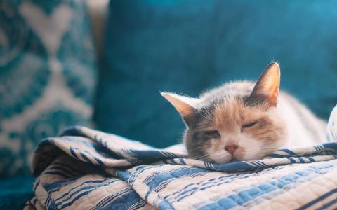 高清小萌猫可爱乖巧猫咪图片合集电脑桌面壁纸下载第二辑第1张