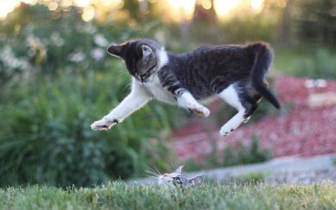 高清小萌猫可爱乖巧猫咪图片合集电脑桌面壁纸下载第二辑第2张