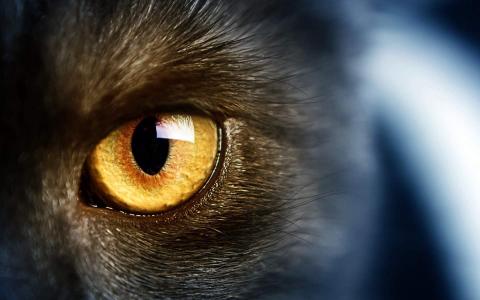 高清小萌猫可爱乖巧猫咪图片合集电脑桌面壁纸下载第二辑第4张