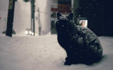 可爱黑猫高清动物图片合集宽屏电脑桌面壁纸下载第一辑第2张