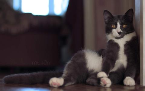 可爱黑猫高清动物图片合集宽屏电脑桌面壁纸下载第二辑第3张