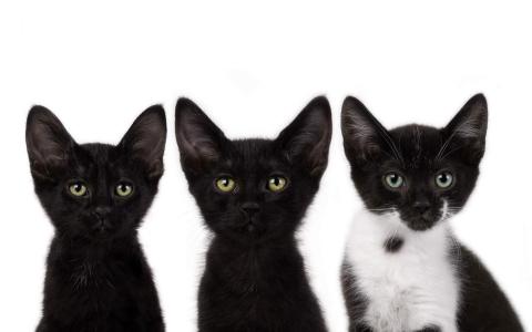 可爱黑猫高清动物图片合集宽屏电脑桌面壁纸下载第二辑第4张