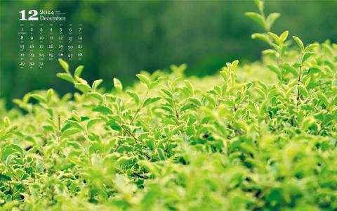 绿色草地图片 _ 第(6)张