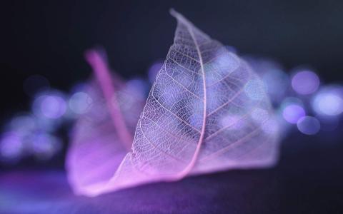 第0张