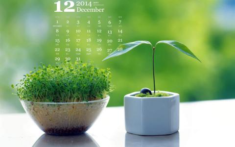 2014年12月日历家居绿色小清新盆栽植物高清电脑壁纸第0张