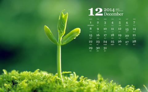 2014年12月日历家居绿色小清新盆栽植物高清电脑壁纸第3张