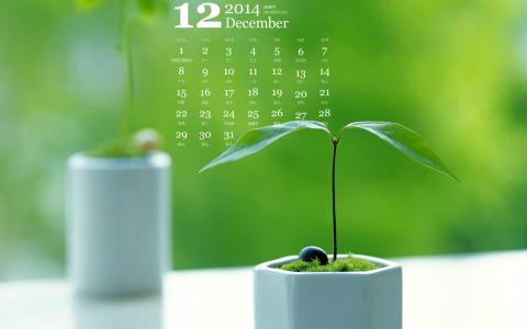 2014年12月日历家居绿色小清新盆栽植物高清电脑壁纸第4张