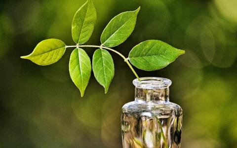 盆栽图片 _ 第(6)张