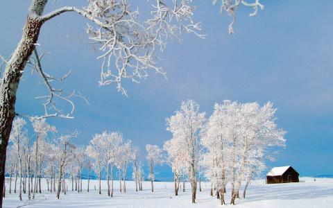 2016年11月日历冬天树木白雪风景精选壁纸下载第1张