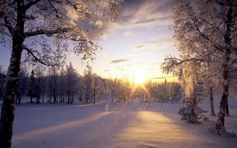 2016年11月日历冬天树木白雪风景精选壁纸下载第3张